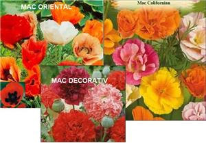 mac 6 soiuri - 20seminte = 10lei/ californian, oriental, decorativ, zeno, zeta, danisch flag