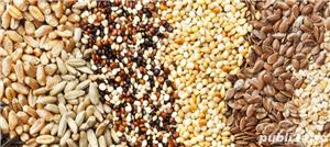 Seminte de in si boabe mustar vrac