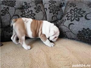 Pui Bulldog Englez de calitate, cu garanție medicală - imagine 6
