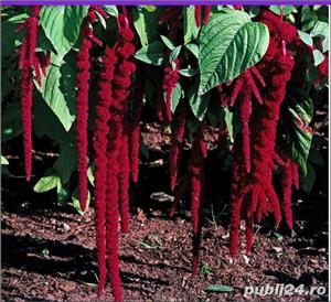 Seminte de Motul curcanului rosu -  Amaranthus caudatus  - plic 0.4 grame cu peste 200 seminte - imagine 2