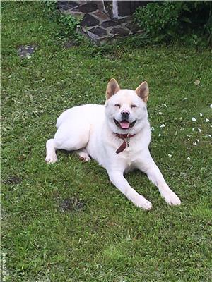 Akita amerikan - imagine 2