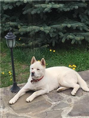 Akita amerikan - imagine 3