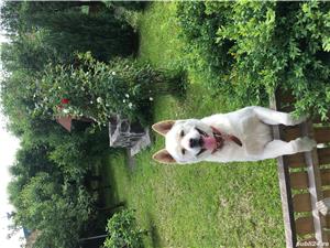 Akita amerikan - imagine 4