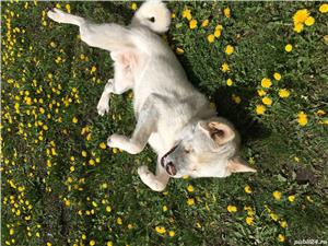 Akita amerikan - imagine 5