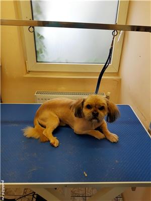 Prestez servicii sanitare veterinare  - imagine 5