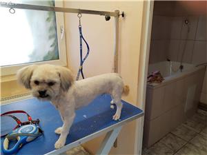 Prestez servicii sanitare veterinare  - imagine 4