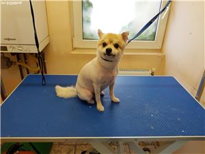 Prestez servicii sanitare veterinare  - imagine 3