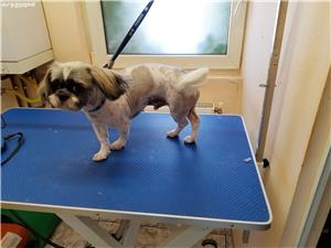 Prestez servicii sanitare veterinare  - imagine 7