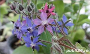 Seminte Limba mielului-medicinala, pentru salate, decorativa/ plic 2gr=10lei - imagine 3