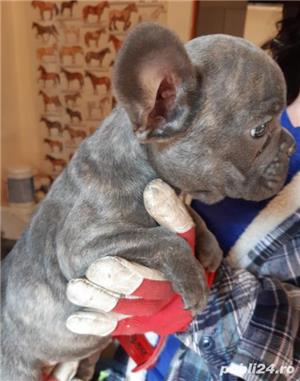 Pui Bulldog Francez de calitate, cu garanție medicală - imagine 3