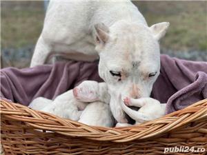 Dog Argentinian / Dogo Argentino - imagine 2