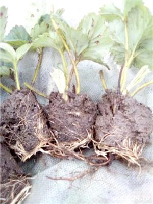 Vând stoloni capsuni diverse soiuri - imagine 2