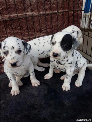 Vand dalmațian  - imagine 3