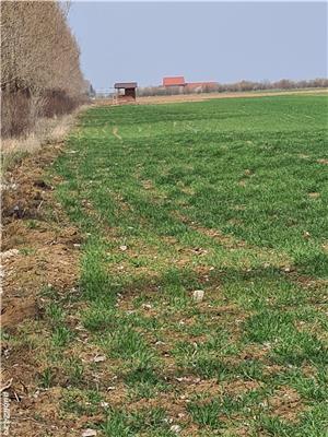 Proprietar, vand sub pretul pietei, 5000 m.p. teren extravilan Ciolpani-Gruiu. - imagine 3