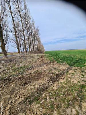 Proprietar, vand sub pretul pietei, 5000 m.p. teren extravilan Ciolpani-Gruiu. - imagine 5