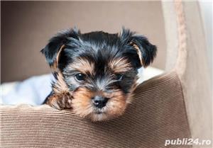 - Yorkshire Terrier  mini toy - imagine 2 - Yorkshire Terrier  mini toy - imagine 2