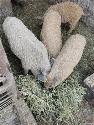 Porc rasa pura Mangalița  SACRIFIC  LA CERERE - imagine 5