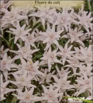 6 ghivece flori de colt inflorite - oferta