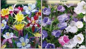 20 seminte caldarusa/ clopotei - mixt culori