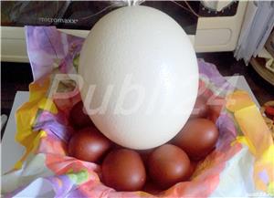 OU de strut pt pictat ,vopsit - imagine 4