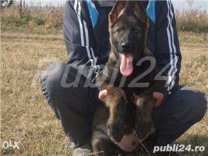 vand pui Ciobanesc German  