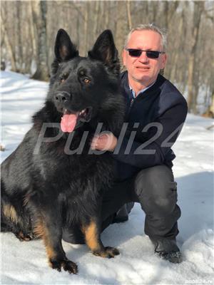 vand pui Ciobanesc German   - imagine 2