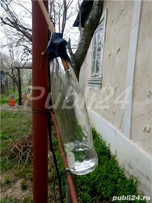 Lacrima vita-de-vie - Seva vitei-de-vie - naturala 100% - imagine 5