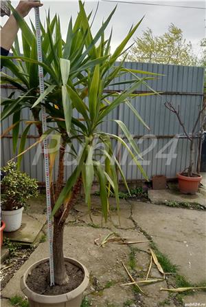 Vand flori la ghiveci - imagine 3