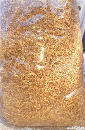 F.iricel si t.ocat