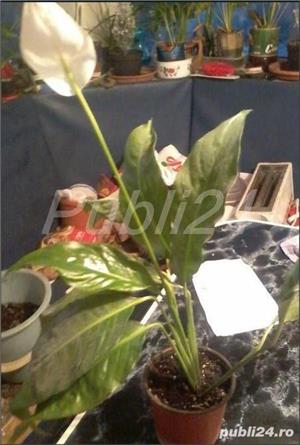 crinul pacii - planta la ghiveci - purificatoare a aerului, aduce o stare de bine - imagine 2
