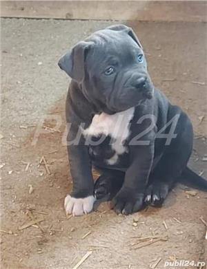 Pui de amstaff/amstaf - imagine 2