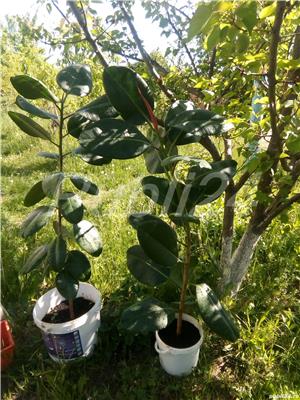 De vânzare 2 plante ficus, de aproximativ 150 cm și 4-5 ani vârstă - imagine 5