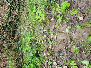 Plante Gingko Biloba de 4 sau 7 ani - imagine 2