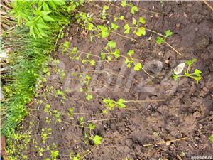 Plante Gingko Biloba de 4 sau 7 ani - imagine 4