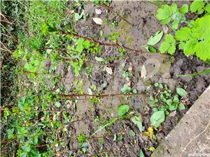 Plante Gingko Biloba de 4 sau 7 ani - imagine 3