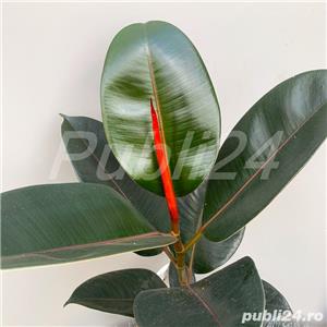 De vânzare 2 plante ficus, de aproximativ 150 cm și 4-5 ani vârstă - imagine 6