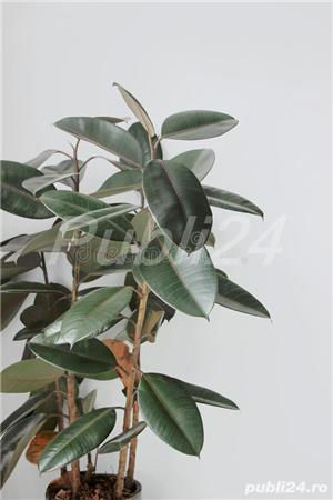 De vânzare 2 plante ficus, de aproximativ 150 cm și 4-5 ani vârstă - imagine 4