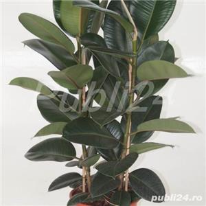 De vânzare 2 plante ficus, de aproximativ 150 cm și 4-5 ani vârstă - imagine 2