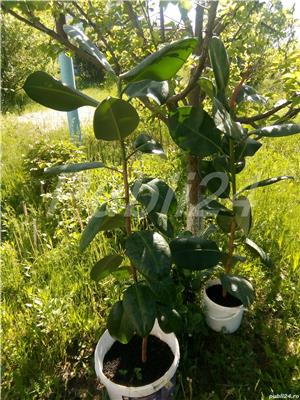De vânzare 2 plante ficus, de aproximativ 150 cm și 4-5 ani vârstă - imagine 3