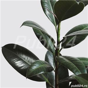 De vânzare 2 plante ficus, de aproximativ 150 cm și 4-5 ani vârstă - imagine 8
