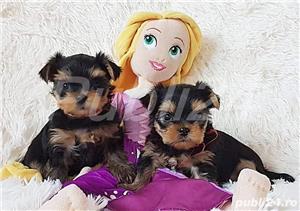 Pui rasa YorkshireTerrier - furnizor autorizat 