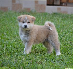  Akita Inu cu pedigree  - imagine 7