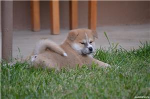  Akita Inu cu pedigree  - imagine 3