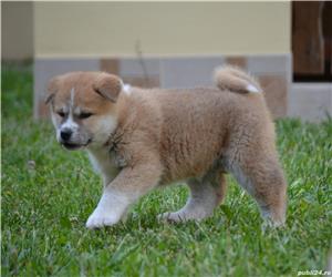  Akita Inu cu pedigree  - imagine 5