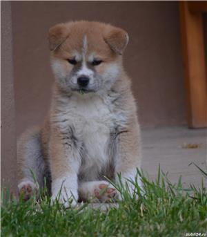  Akita Inu cu pedigree  - imagine 4