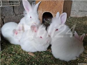 Iepuri de vanzare - imagine 3