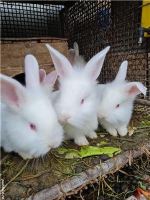 Iepuri de vanzare - imagine 7