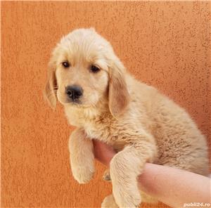 Vand golden retriever retriver 
