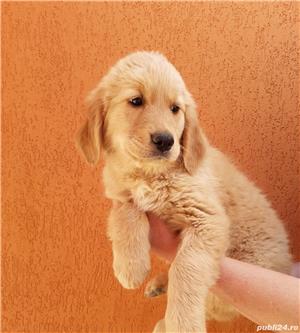 Vand golden retriever retriver  - imagine 3