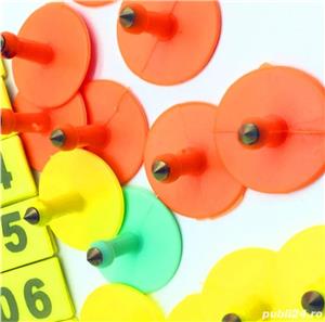 Crotalii de vanzare  - imagine 4